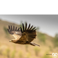 گونه عقاب خالدار کوچک Lesser Spotted Eagle